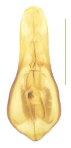 Réf. 352 485 : Acrotona pseudotenera